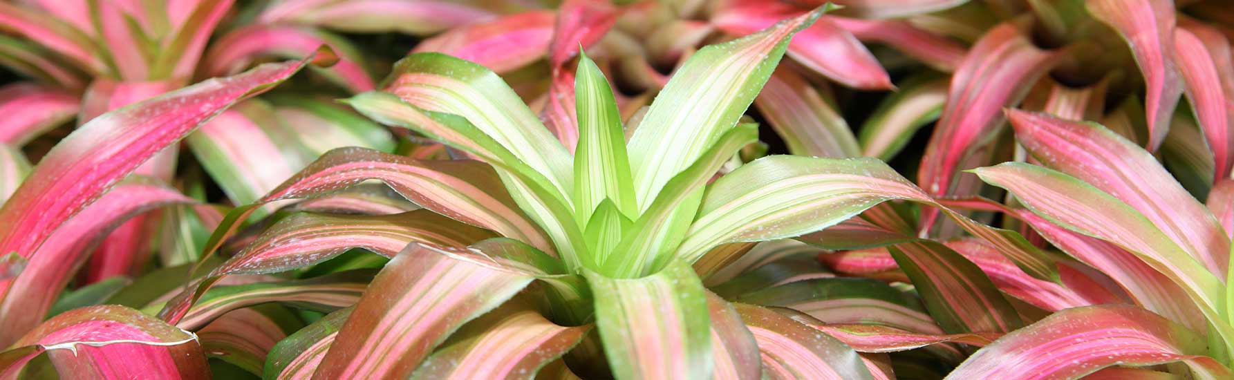 Bromeliad care outdoors information