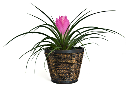 Bromeliad Flower (Genus Tillandsia) Bromeliad Flower (Genus Tillandsia)