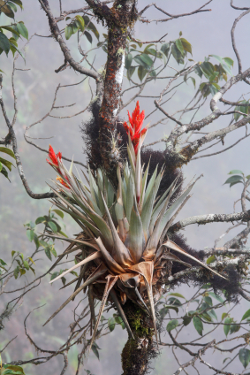Ephiphyte Bromeliad Ephiphyte Bromeliad