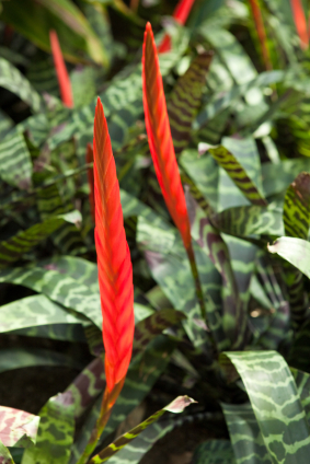 Bromeliads Plants