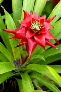 Guzmania lingulata