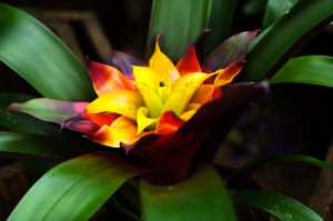 Guzmania flower