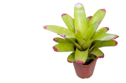 Pink Tipped Neoregelia
