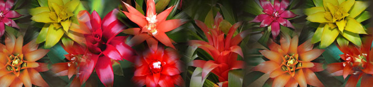 Bromeliads
