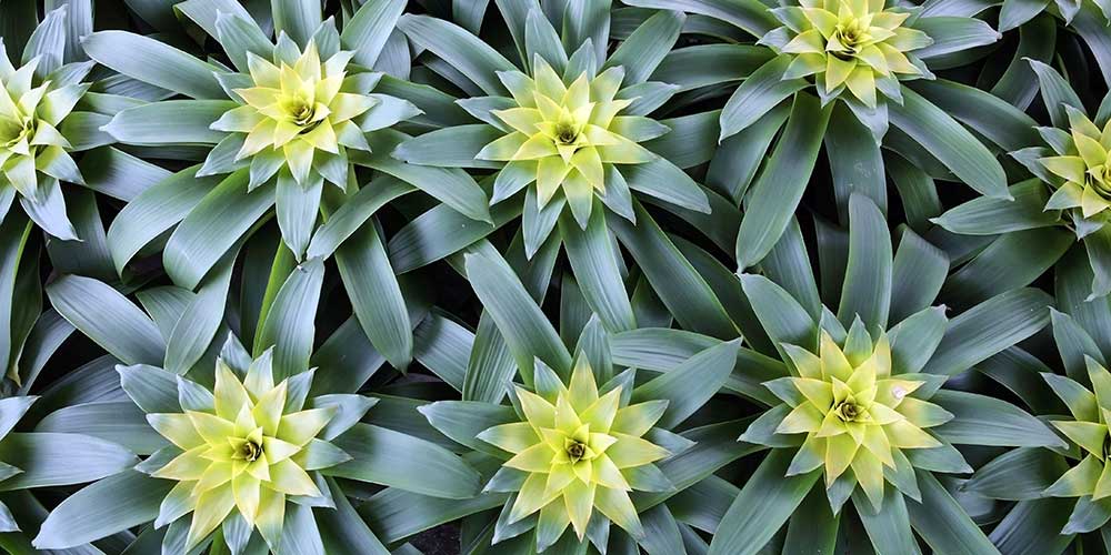 caring for bromeliads How to Grow and Care for Bromeliads: The Ultimate Guide