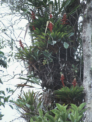 Mezobromelia-bicolor.gif