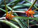 Acanthostachys Bromeliad Plant Species.jpg