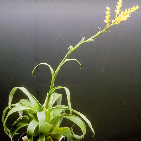 Catopsis Bromeliad Plant Species.jpg