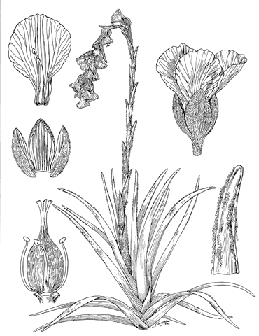 Cottendorfia Bromeliad Plant.GIF