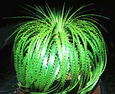 Encholirium Bromeliad Plant.jpg