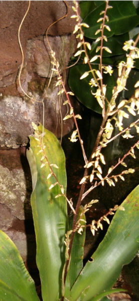 Fosterella Bromeliad Plants.jpg
