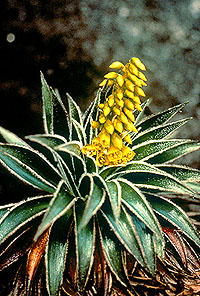 Lindmania Bromeliad Plant.jpg