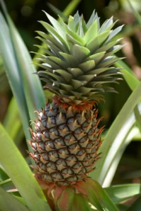 Adult Pineapple