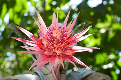 Aechmea fasciata