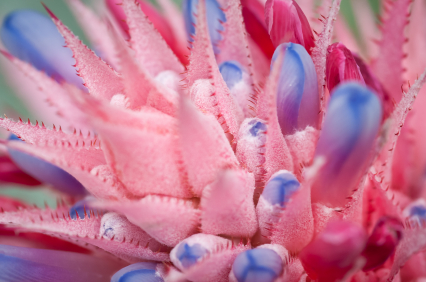 Aechmea fasciata