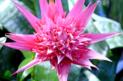 Flower Aechmea