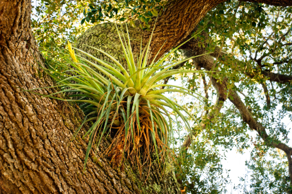 Air Plant