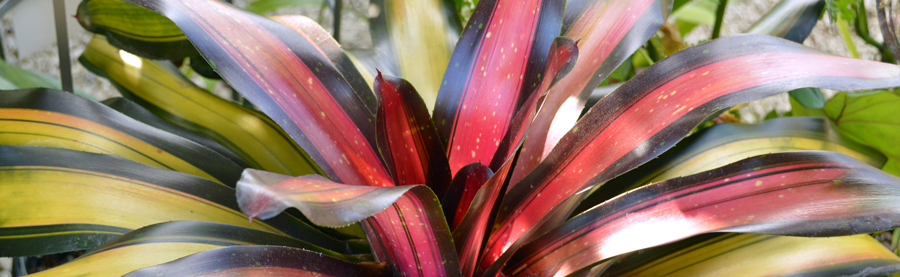 Colorful Bromeliad