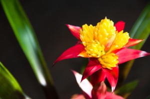 Blossoming Bromeliad Plant