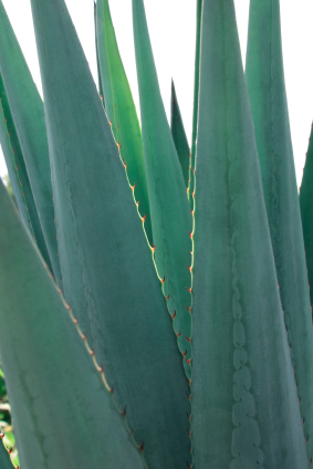 Blue Agave