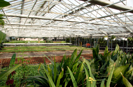 Bromeliad Nursery