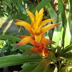 Guzmania Lingulata