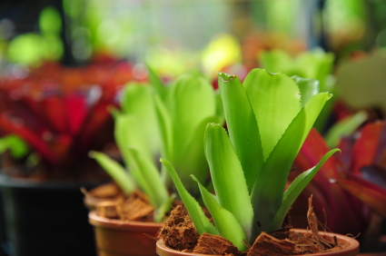 Bromeliad Root Rot