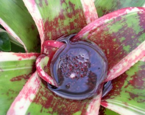 Bromeliad Water