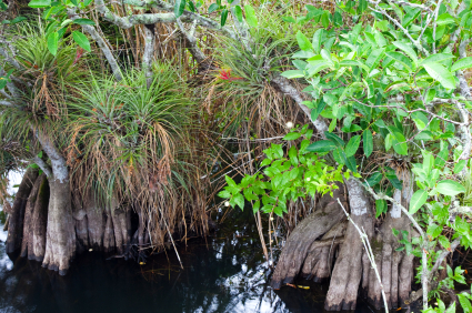 Bromeliad Wet Conditions