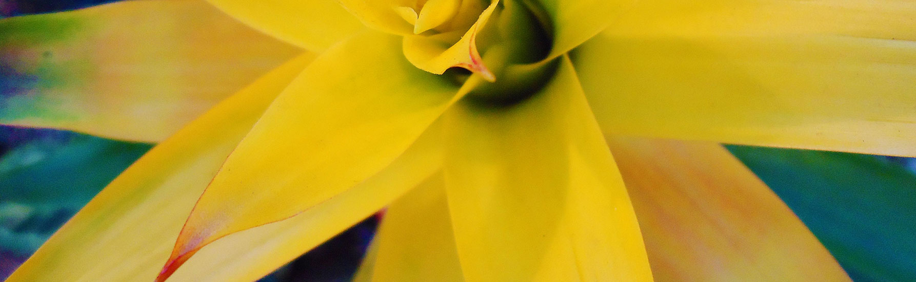 Golden Bromeliad