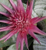 bromeliad of the Week