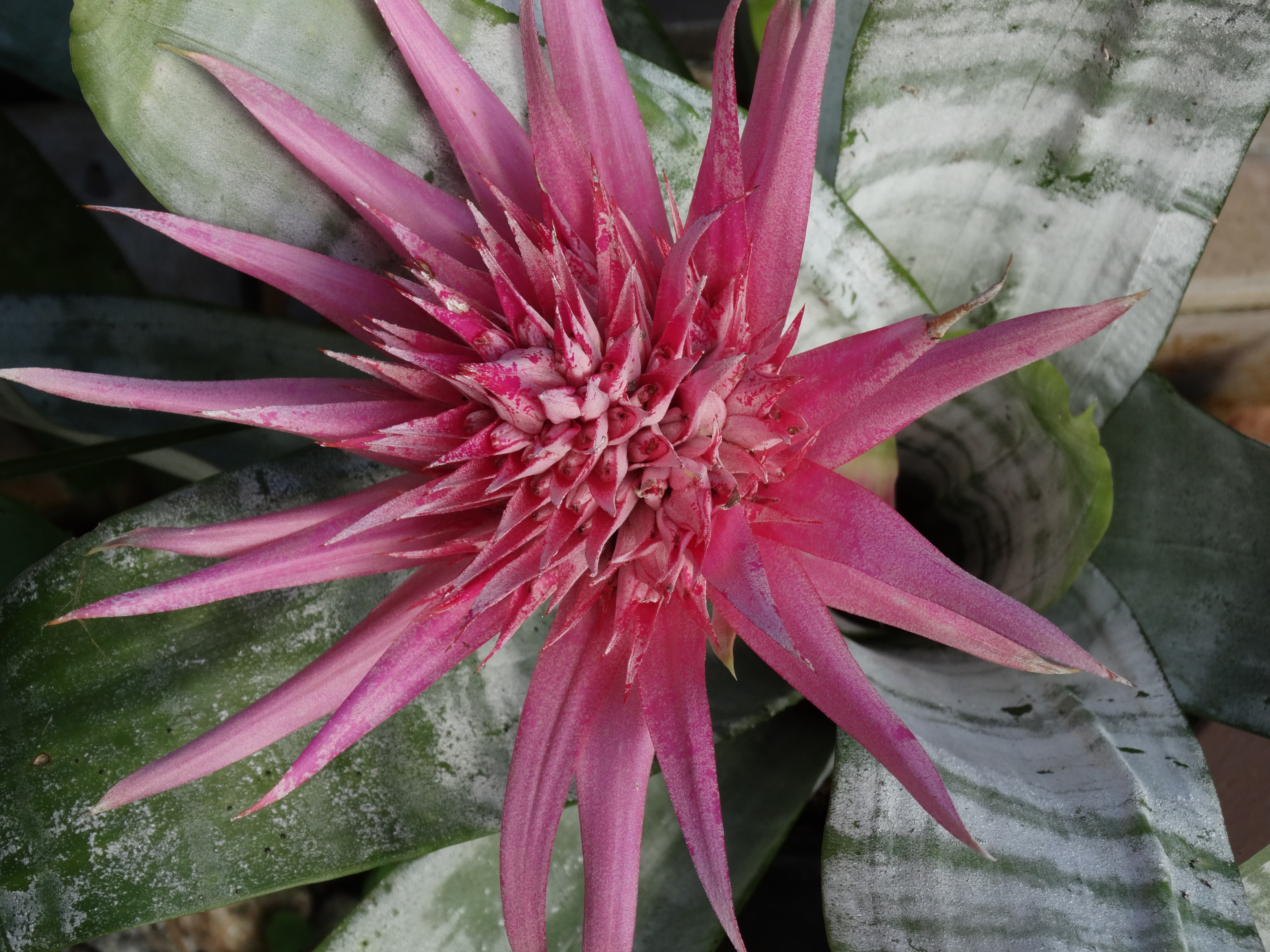 Bromeliad of the Week