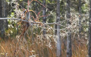 Air plants