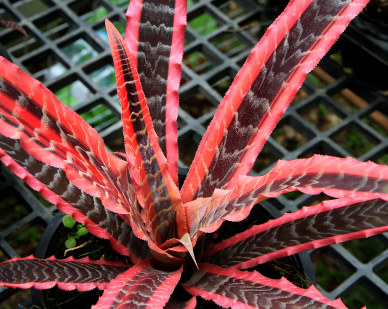 Cryptanthus 'Elaine'