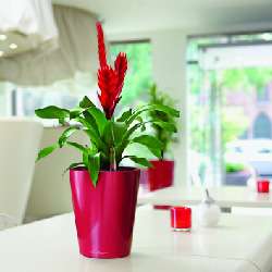 Potted Bromeliad