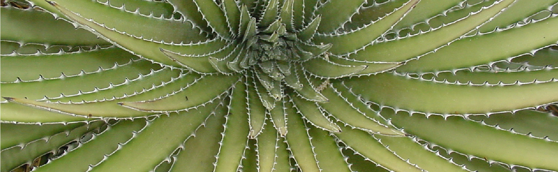 Dyckia maritima