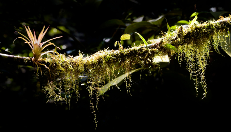 Epiphyte on a tree limb