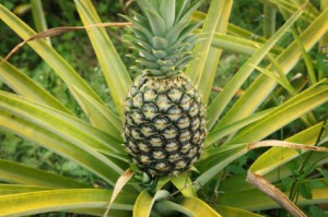 Growing Pineapple