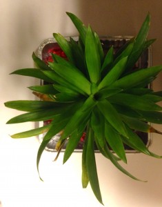 Guzmania from above