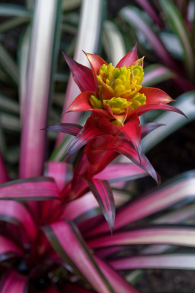 A blooming bromeliad