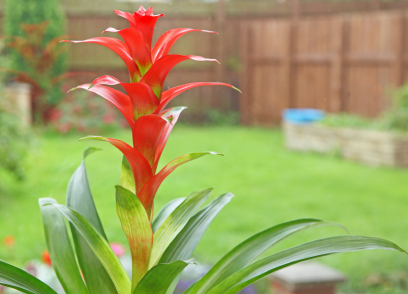 A bromeliad from the Guzmania family