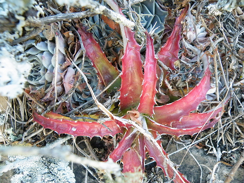 Hechtia Bromeliad