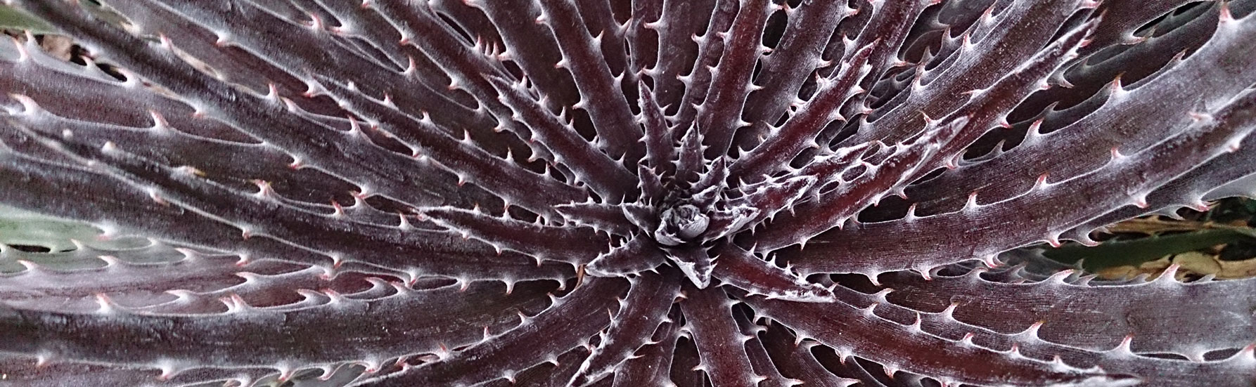 Bromeliad Plant