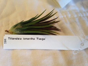 Tillandsia ionantha 'Fuego