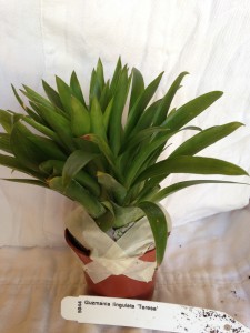 Guzmania lingulata 'Teresa'