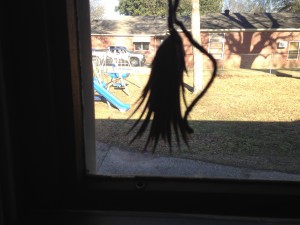 Tillandsia hung in the Window