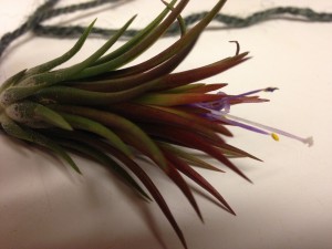 Flowering Tillandsia 1