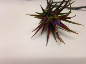 Tillandsia Flower 2