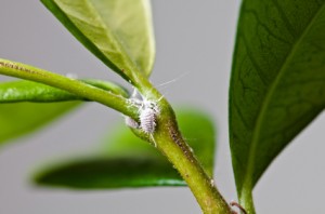 Mealybugs