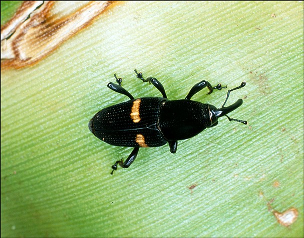 Mexican Weevil